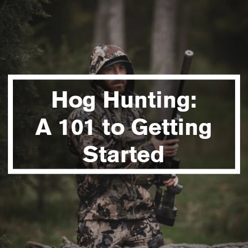 Hog Hunting: A 101 Guide to Getting Started 