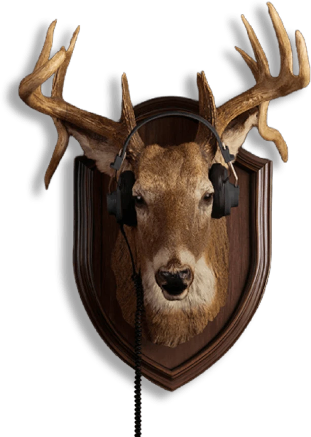 Deer mount wearing headphones